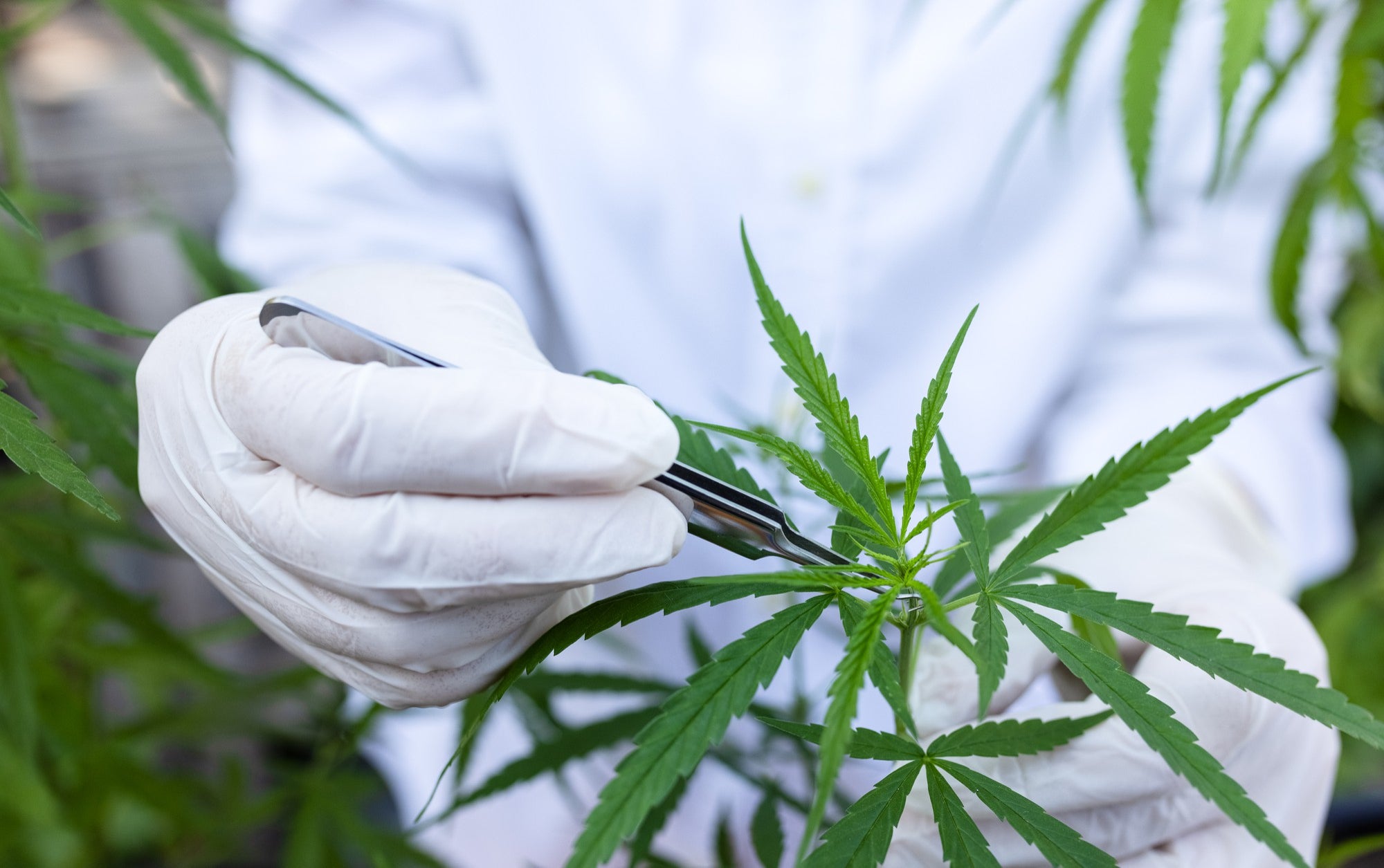 A Detailed Guide to CBD vs CBG vs CBC vs CBN vs THC
